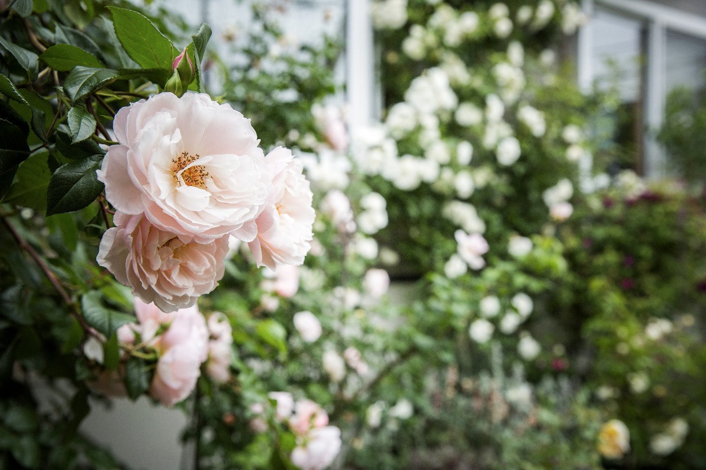 この家に暮らし始めた翌年にバラを植え始め、10年前から本格的に育てているそう。おじゃましたのは7月上旬。咲き誇る姿も香りも見事でした。